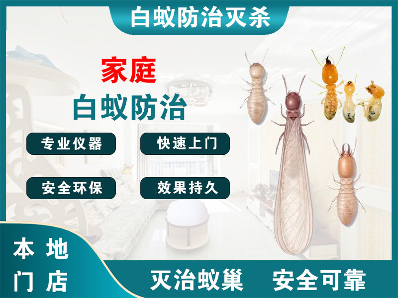 新北区家庭白蚁防治