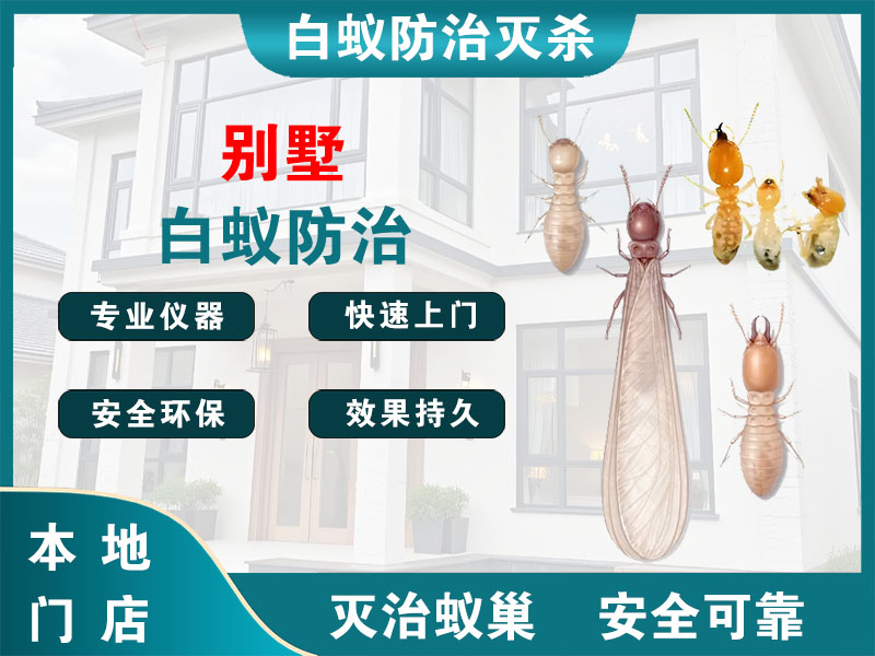 新北区别墅白蚁防治