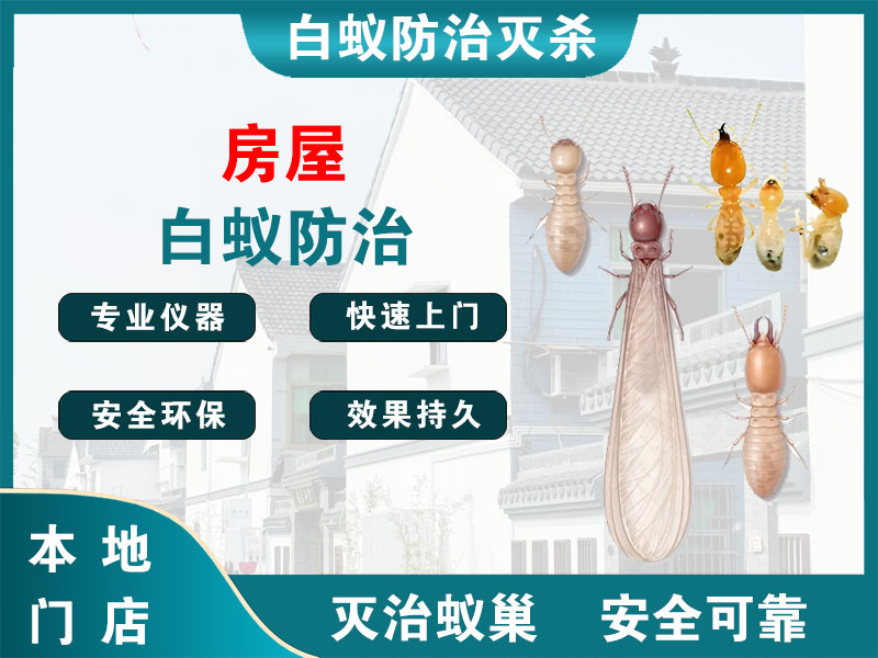 新北区房屋白蚁防治